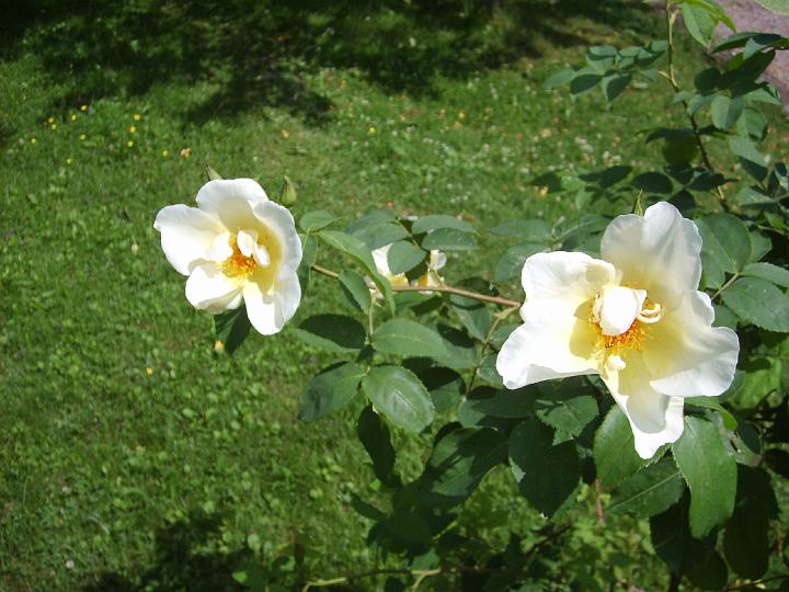 Golden Wings 4.JPG - GOLDEN WINGS (1956) 150 cm (Soeur Thérèse) x (R.Spinosissima altaica x Ormiston Roy) 
Modern buskros  Blommor är stora enkla gullvivegula liknande blommor (10-12 cm). Blommorna är gyllengula med mahognyfärgade knappar och blommar med starkt doftande.  Blommar rikligt med en angenäm  frisk tedoft under tiden juli-senhösten. Det bildas snabbt många  nypon, så den får man titta till mest varje dag och nypa av överblommade rosor på. Annars tar nyponen kraften från nya skott och ny blomning. Storlek: 2.0x1.8m. Zon IV.